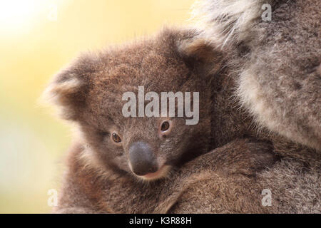 Baby Koala auf Mutters Rücken Stockfoto