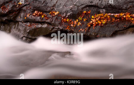 Orsiera Rocciavre Park, Chisone Tal, Piemont, Italien. Blätter im Herbst Stockfoto