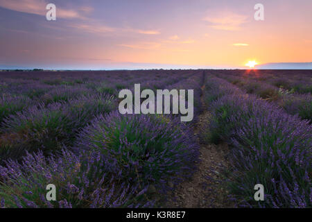 Sonnenaufgang über lavendelfeld - Valensole in Frankreich Stockfoto