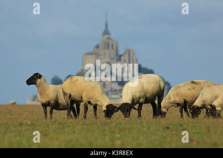 Landschaft mit der Mont Saint Michel zum Hintergrund und Schafe fressen Gras von Vordergrund, in der Normandie, Frankreich Stockfoto