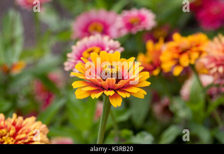 Zinnia elegans Blumen. Stockfoto