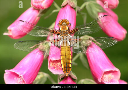 Broad-Bodied Chaser Dragonfly Ruhestätte auf einer Blume Fingerhut Stockfoto