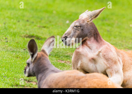 Ein Paar rote Kängurus Kampf um ihre Augen zu öffnen, da Sie den warmen Sonnenschein im Sommer 2017 genießen. Stockfoto