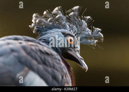 Nahaufnahme mit einem Victoria gekrönt Taube, wie es um von einer hohen Aussichtspunkt aussieht. Stockfoto