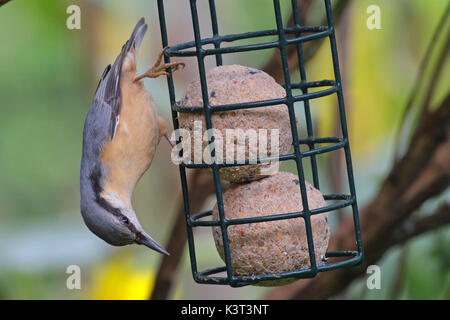 Europäische Kleiber hängenden upsidedown auf Fat ball Bird Feeder in de Garten Stockfoto