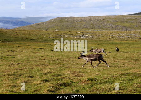 Rentiere auf der Halbinsel Nordkapp in Norwegen Stockfoto