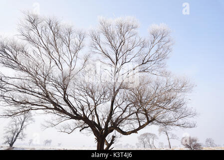 Reim auf Bäumen bei rime Insel im Winter moring, Jilin, China. Stockfoto