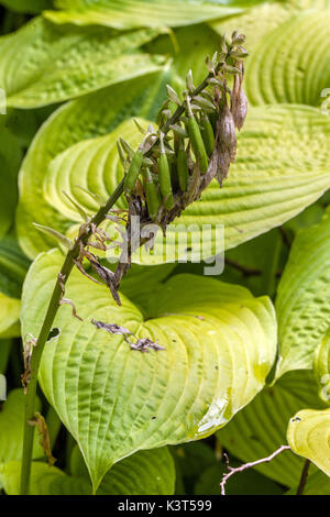 Hosta Samen, reife Samen in Kapseln Stockfoto