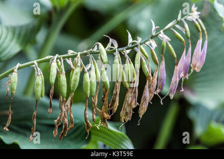 Hosta Samen, reifen Samen der Pflanze in Kapseln Stockfoto