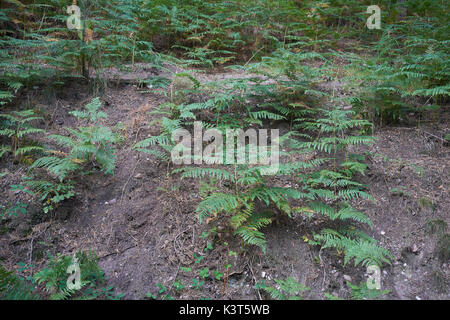 Grüne Bracken fern (Pteridium aquilinum) auf einen schlammigen Hügel Stockfoto