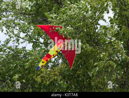 Zwei Flüsse, Wisconsin, USA. 2. September 2017. Drachen verwickelt in einen Baum. Auch der Experte Drachenflieger haben gelegentlich ein Missgeschick bei der jährlichen Drachen über den Lake Michigan Festival. Credit: Jerome Wilson/Alamy leben Nachrichten Stockfoto