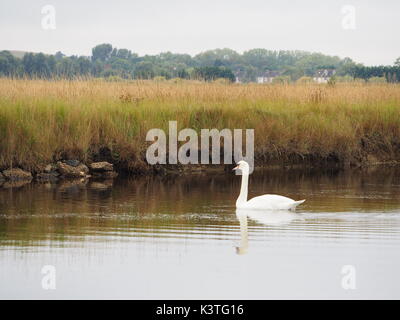 Sheerness, Kent. 4. Sep 2017. UK Wetter: grau und verhangen Start in die Woche in Sheerness. Schwäne schwimmen entlang Sheerness defensiven Linien - eine alte militärische Kanal. Credit: James Bell/Alamy leben Nachrichten Stockfoto