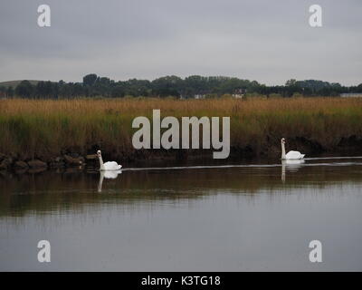 Sheerness, Kent. 4. Sep 2017. UK Wetter: grau und verhangen Start in die Woche in Sheerness. Schwäne schwimmen entlang Sheerness defensiven Linien - eine alte militärische Kanal. Credit: James Bell/Alamy leben Nachrichten Stockfoto