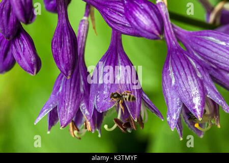 Hosta Flower Blue Hosta Flower Insekt auf Röhrenblume Stockfoto