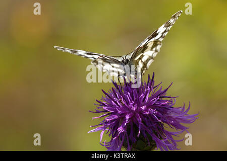 Ein Schmetterling aus Marmor weiß, Melanargia galathea, sitzt auf einem violetten Wildflower, Vorderansicht. Stockfoto