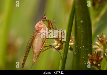 Ein Tanz fliegen, Familie Empididae, sitzend auf einem Betrieb stammen. Fütterung auf Nektar eines wilden Blume. Stockfoto