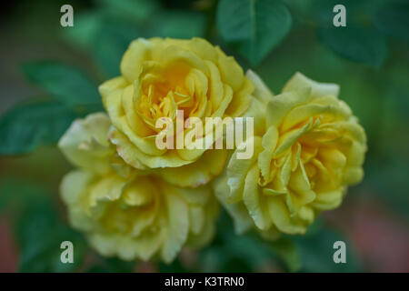 Drei gelbe Rosen in voller Blüte in der Nähe von Rosa Chinatown Stockfoto