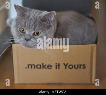Britische lila Kurzhaar Katze sitzt in das Feld Stockfoto