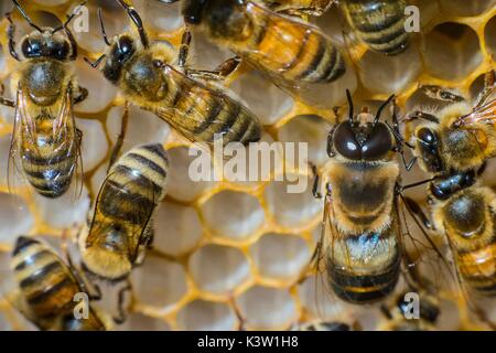 Western Honig Bienen schwärmen in einem Nest an der Roberson Farm August 18, 2017 in Fredericksburg, Virginia. (Foto von Preston Keres über Planetpix) Stockfoto