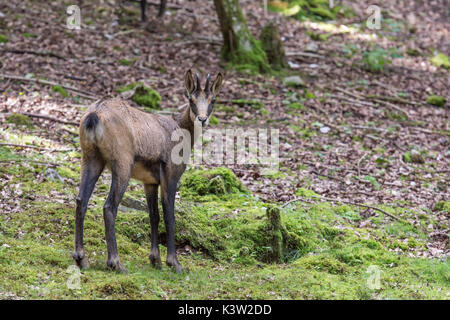 Chamoise. Rupicapra rupicapra. Stockfoto