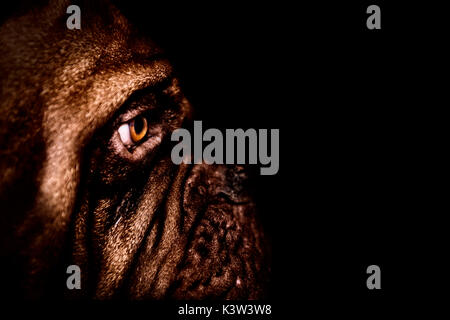 Bordeauxdogge Portrait, Hund Stockfoto