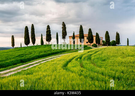 Val d'Orcia, Toskana, Italien. Ein einsames Bauernhaus mit Zypressen stehen in der Linie im Vordergrund. Stockfoto