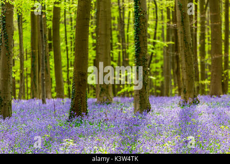 Hallerbos, Buchenwald in Belgien voll von blauen Glocken Blumen. Stockfoto
