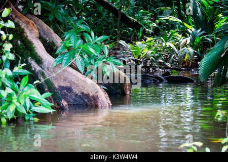 Costa Rica, Nationalpark Tortuguero. Stockfoto