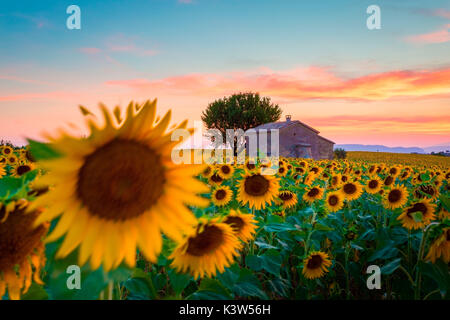 Das Plateau von Valensole, Provence, Frankreich. Feld voller Sonnenblumen bei Sonnenuntergang, einsamen Bauernhaus Stockfoto