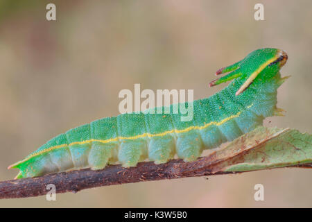 Charaxes Jasius, Ligurien, Bogliasco, Italien Stockfoto