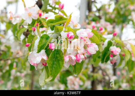 Italien, Trentino Alto Adige, Nonstal, Schnee auf Apple Blüten in einem ungewöhnlich kalten Frühling Tag. Stockfoto