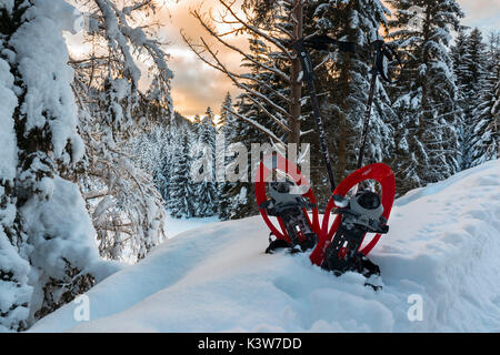 Europa, Italien, Trentino Alto Adige, Nonstal. Schneeschuhe im Schnee im Hintergrund die vielen schneebedeckten Bäumen und. Stockfoto