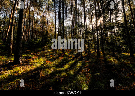 Italien, Trentino Alto Adige, Nonstal, Licht im Wald im Herbst Tag. Stockfoto