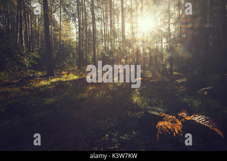 Italien, Trentino Alto Adige, Nonstal, Licht im Wald im Herbst Tag. Stockfoto