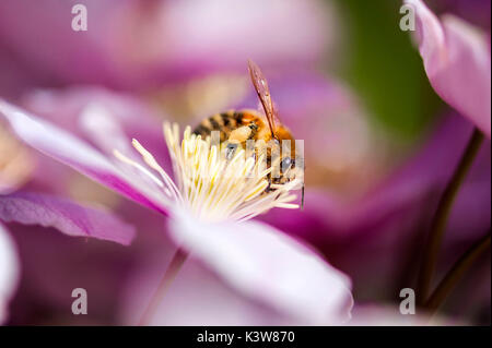 Biene saugt Nektar von einer Blume Stockfoto