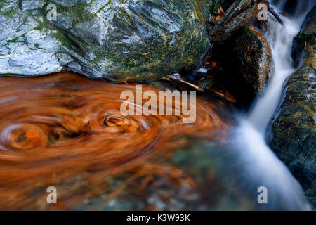 Orsiera Rocciavre Park, Chisone Tal, Piemont, Italien. Swirl Blätter Stockfoto