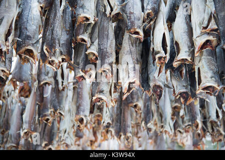 Detail der Stockfisch, auch genannt Cods, auf der traditionellen norwegischen Gerüste; Norwegen, Lofoten. Stockfoto