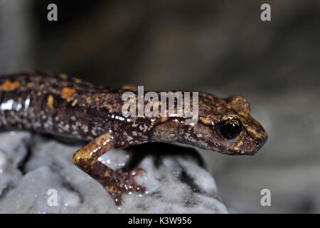 Der Speleomantes Speciemen strinatii, Höhle salamander Strinati ist Stockfoto