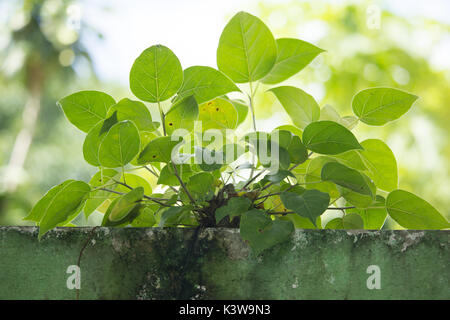 In der Nähe von kleinen Jungen Grünen Baum Wachstum auf der alten Mauer, Bodhi Baum Stockfoto