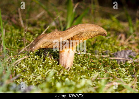 Broun Pilz paxillus involutus in Moss Stockfoto