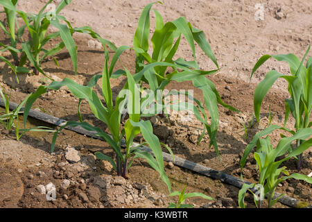 Triebe junger Mais im Feld in Peru Stockfoto