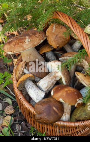 Braun cap Steinpilze (Leccinum scabrum) und Boletus Edulis (Steinpilz). Weidenkorb mit essbaren Pilzen unter Tannen im Wald in der Nähe. Stockfoto