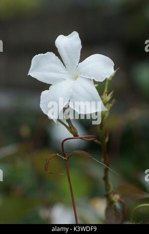 Mandevilla laxa Stockfoto