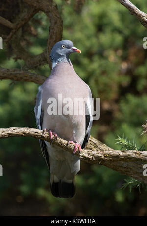 Ringeltaube, Columba Palumbus, auf Zweig, Lancashire, UK gehockt Stockfoto