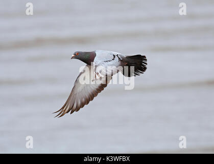 Ringeltaube, Columba Palumbus, Fliegen über Wasser, Morecambe Bay, Lancashire, Großbritannien Stockfoto