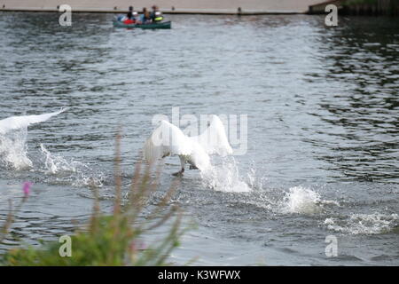 Höckerschwan Kämpfen an der Themse Stockfoto