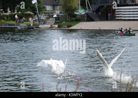 Höckerschwan Kämpfen an der Themse Stockfoto