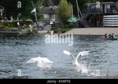 Höckerschwan Kämpfen an der Themse Stockfoto