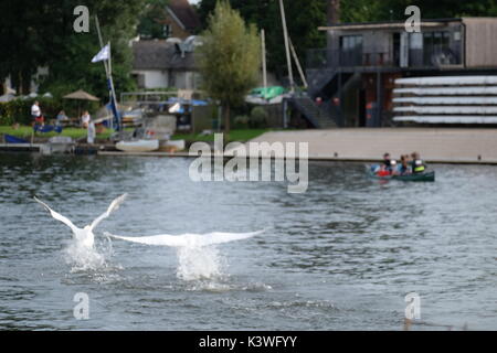 Höckerschwan Kämpfen an der Themse Stockfoto