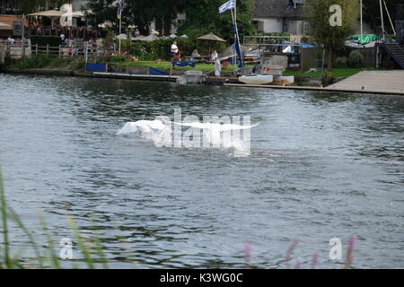 Höckerschwan Kämpfen an der Themse Stockfoto